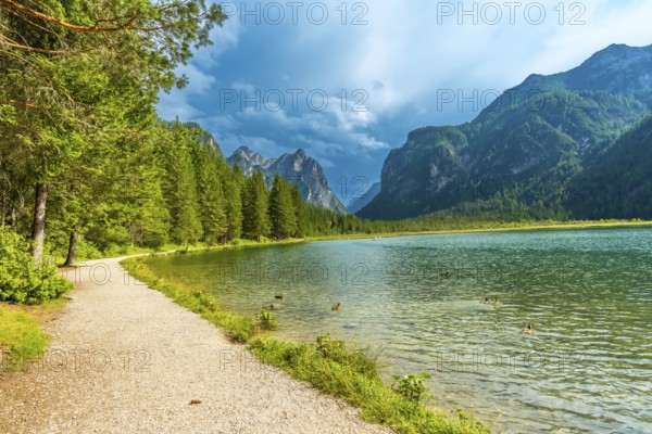 Ducks swimming in the crystal clear waters of lake dobbiaco, surrounded by lush greenery and the majestic peaks of the dolomites on a summer day
