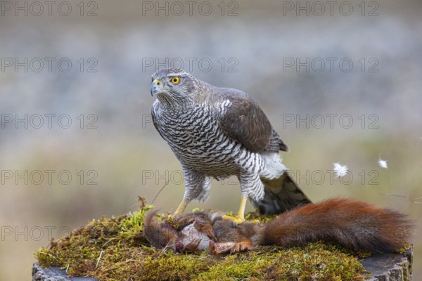 Goshawk (Accipiter gentilis) beheading squirrels Germany