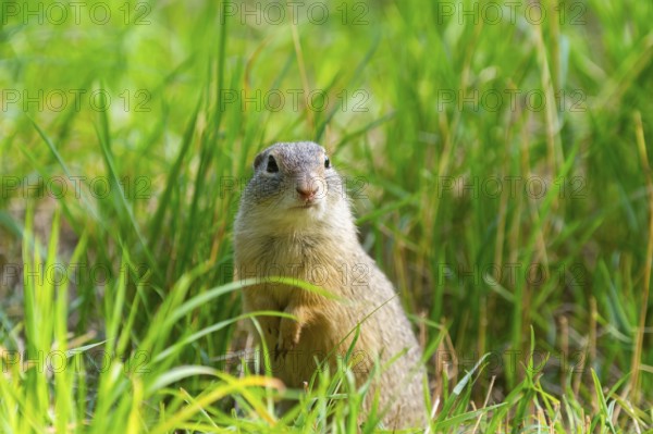 European ground squirrel (Spermophilus citellus) on a meadwo, Bavaria, Germany, Europe