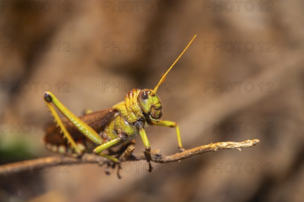 Bird grasshopper (Schistocerca), captive, Germany, Europe