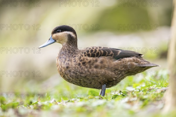 Blue-billed teal (Spatula hottentota) standing on a meadow, Bavaria, Germany, Europe