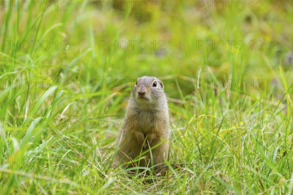 European ground squirrel (Spermophilus citellus) on a meadwo, Bavaria, Germany, Europe