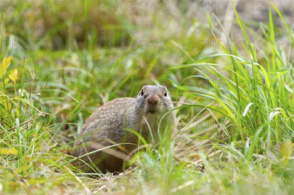 European ground squirrel (Spermophilus citellus) on a meadwo, Bavaria, Germany, Europe