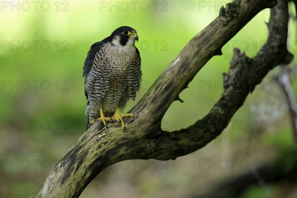 Peregrine falcon (Falco peregrinus), adult, on tree, alert, in summer, Šumava, Czech Republic, Europe