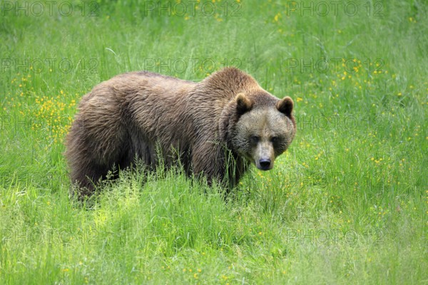 Eurasian brown bear (Ursus arctos arctos), half-grown young, alert, meadow, in summer, Bavarian Forest National Park, Germany, Europe