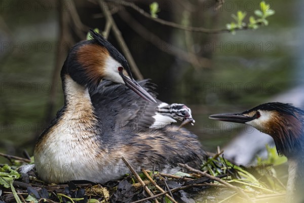 Great Crested Grebe (Podiceps Scalloped ribbonfish) with juveniles), Emsland, Lower Saxony, Germany, Europe