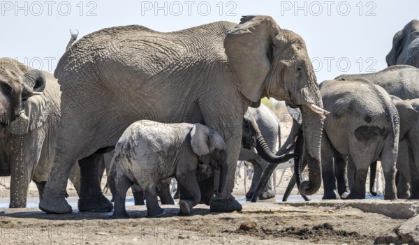 Herd of african elephant (Loxodonta africana), mother with young at the waterhole, Etosha National Park, Namibia, Africa