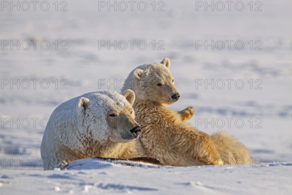 Polar bears (Ursus maritimus), polar bear mother and young in the snow, Kaktovik, Arctic National Wildlife Refuge, Alaska, USA, North America