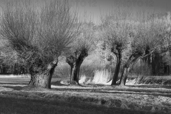 White willow (Salix alba), winter, Dortmund, Ruhr area, North Rhine-Westphalia, Germany, Europe