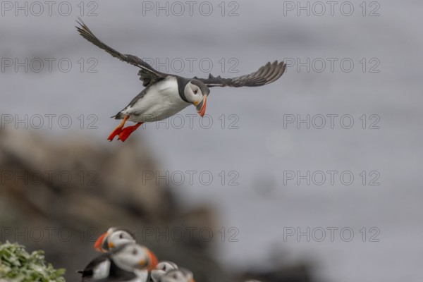 Puffin (Fratercula arctica), approaching to land, Grimsey Island, Iceland, Europe