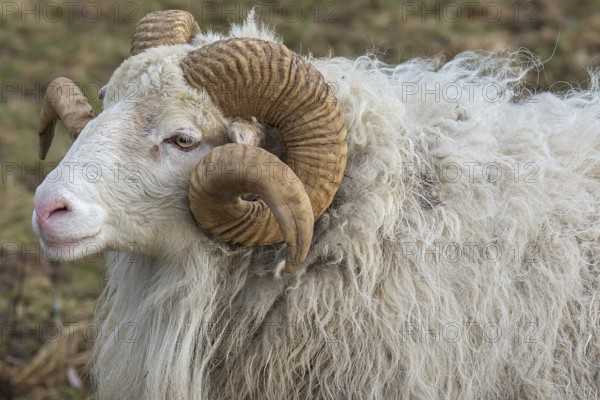 Portrait of a male moorland snook with horn (Ovis aries), Rehna, Mecklenburg-Western Pomerania, Germany, Europe