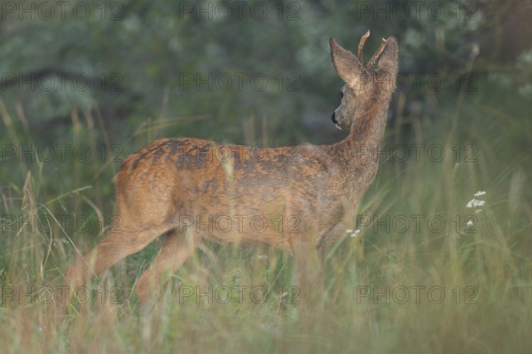 European roe deer (Capreolus capreolus), roebuck changing from winter coat to summer coat, wildlife, Thuringia, Germany, Europe