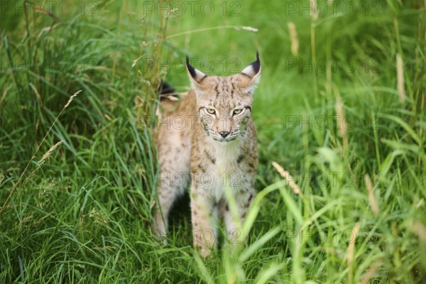 Eurasian lynx (Lynx lynx) sitting in the grass, Bavaria, Germany, Europe