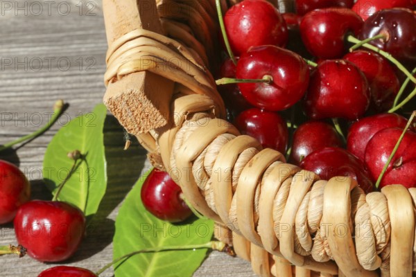 Close-up of delicious sweet cherries