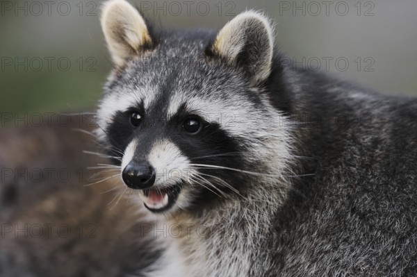 Raccoon (Procyon lotor), portrait, Hesse, Germany, Europe