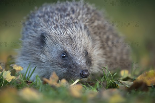European hedgehog (Erinaceus europaeus) adult animal walking across fallen autumn leaves on a garden grass lawn, England, United Kingdom, Europe