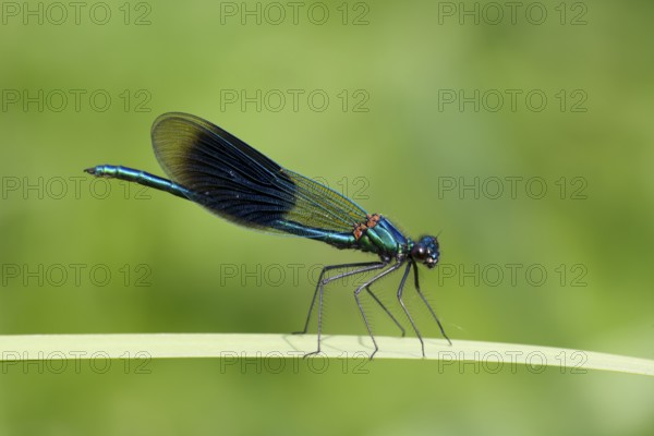 Banded demoiselle (Calopteryx splendens) male damselfly resting on plant leaf, Suffolk, England, United Kingdom, Europe