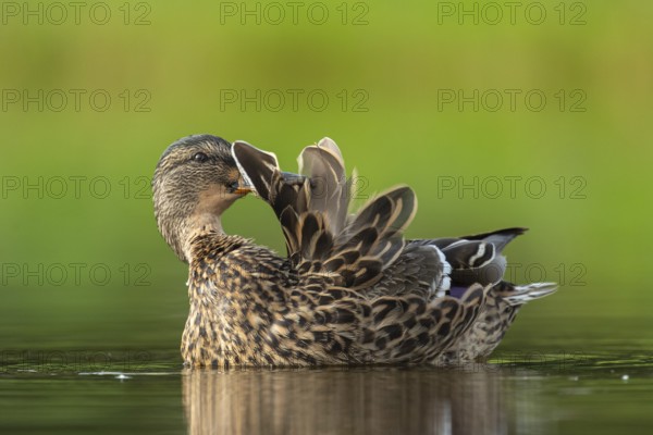 Mallard (Anas platyrhynchos) grooming, female, Aviemore, Scotland, Great Britain