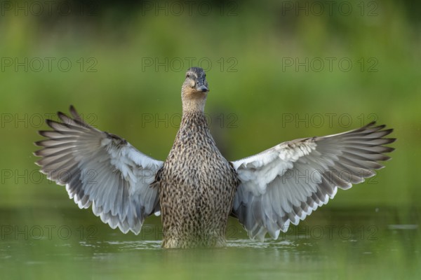 Mallard (Anas platyrhynchos) grooming, female, Aviemore, Scotland, Great Britain