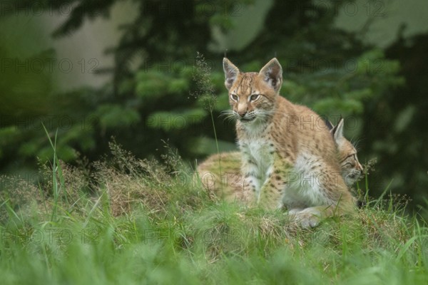 Young lynx (Lynx lynx), Haltern, North Rhine-Westphalia, Germany, Europe