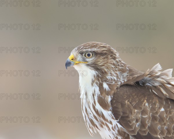 Steppe buzzard (Buteo buteo) animal portrait, wildlife, winter, Siegerland, animals, birds, birds of prey, North Rhine-Westphalia, Germany, Europe