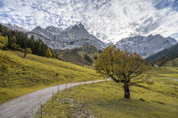 Maple tree with autumn leaves, autumn landscape in Rißtal with Spritzkarspitze, Großer Ahornboden, Engalpe, Eng, municipality of Hinterriß, Karwendel Mountains, Alpenpark Karwendel, Tyrol, Austria, Europe