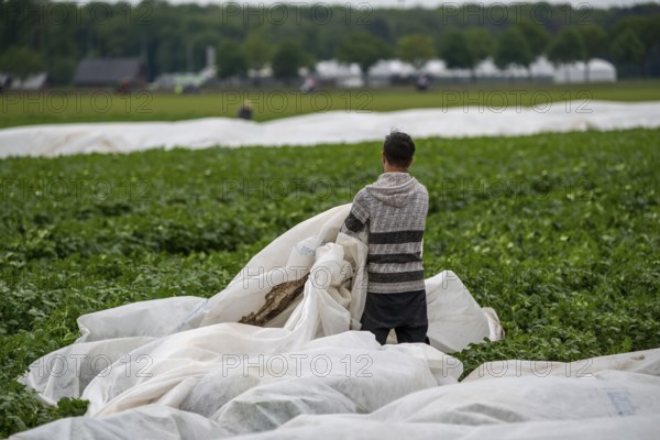 Potato field, fleece cover is removed, rolling up the fleece, the fleece is intended to protect against weather influences, pests, hailstorms in spring and supports growth at low temperatures, here early potatoes, 6 weeks after planting, still a good 3 weeks until harvest, North Rhine-Westphalia, Germany, Europe