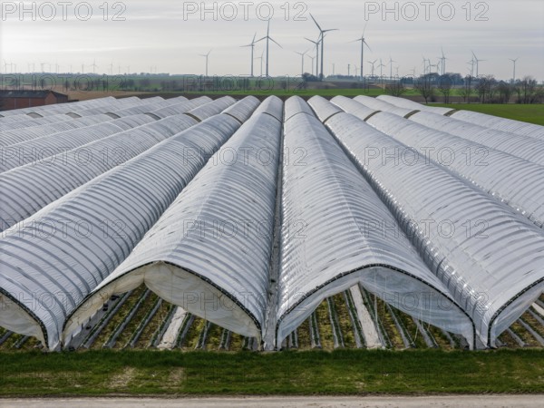 Open field strawberry cultivation in a foil greenhouse, young strawberry plants growing, near Erkelenz Rhineland, North Rhine-Westphalia, Germany, Europe