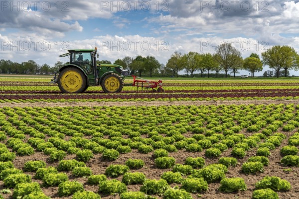 Agriculture, lettuce growing in a field, Lollo Bionda and Lollo Rossa, in long rows of plants, working the field with a finger hoe that mechanically removes the weeds between the plants, North Rhine-Westphalia, Germany, Europe