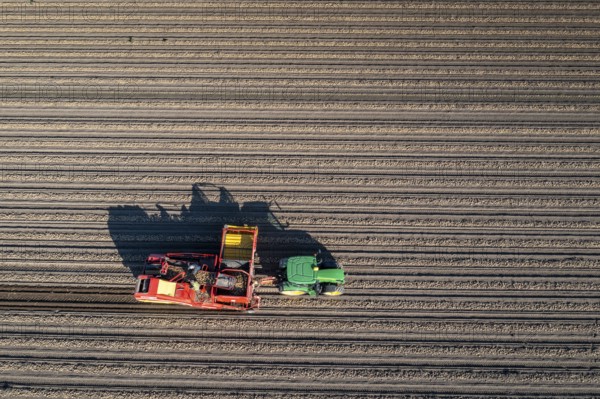 Potato harvesting, so-called split harvesting method, first the tubers are taken out of the ground with a row planter, then, after a short drying phase, collected with a bunker harvester and loaded, North Rhine-Westphalia, Germany, Europe