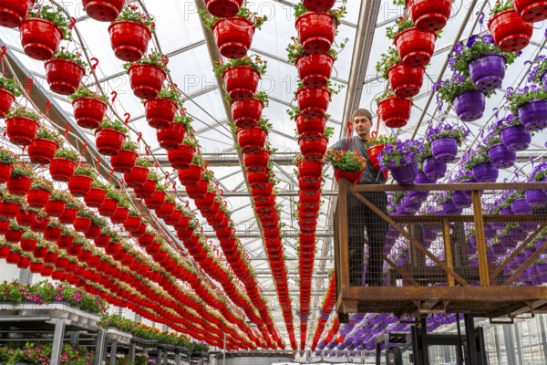 Horticultural business, flower pots, so-called petunia ampel, grow in a greenhouse, under the glass roof, until they have the right growth stage for retail, each pot is watered individually, by drip irrigation, Straelen, North Rhine-Westphalia, Germany, Europe