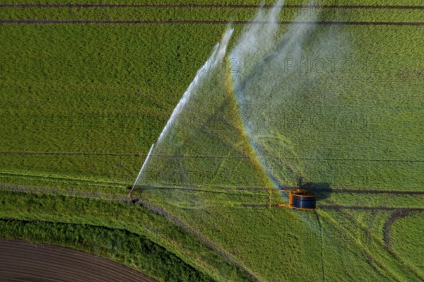 Irrigation of a wheat field on the Lower Rhine, with a mobile irrigation machine, large-area sprinkler, Germany, Europe