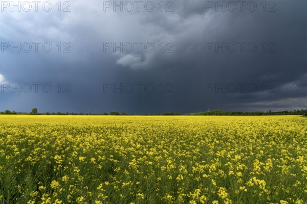 Thunderclouds over the Rhenish lignite mining area, rape field, North Rhine-Westphalia, Germany, Europe