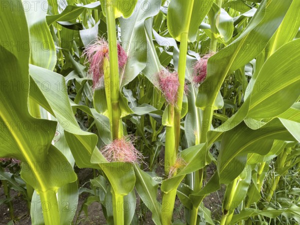 Several female flowers in the form of small clusters of thin red filaments in the leaf axis of corn (Zea mays), international