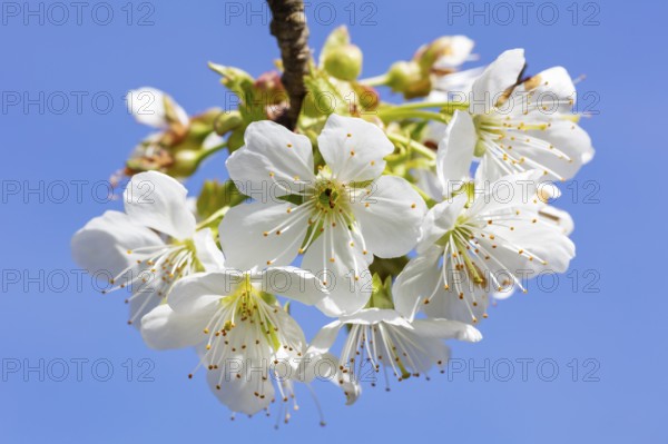 White cherry blossoms against a blue sky convey a sense of spring and peaceful beauty, cherry blossom