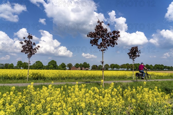 The avenue cycle path between Xanten and Marienbaum, Kalkar, on the Lower Rhine, former railway line, now part of a cycle path network, spring, rape field in bloom, Xanten, North Rhine-Westphalia, Germany, Europe