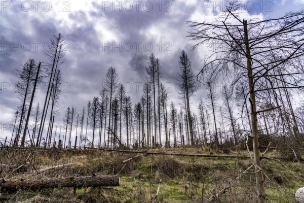 Dead spruce trees, broken by wind, lying in disarray, forest dieback in the Arnsberg Forest nature park Park, over 70 per cent of the spruce trees are diseased, damaged, mostly by the bark beetle, which was able to spread due to drought and heat, climate change, near Hirschberg, North Rhine-Westphalia, Germany, Europe