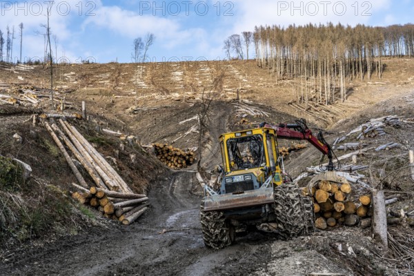 Cleared forest area north of the village of Öventrop, district of Arnsberg, dead spruce stands were felled, dead trees due to bark beetle infestation, Arnsberg Forest, North Rhine-Westphalia, Germany, Europe