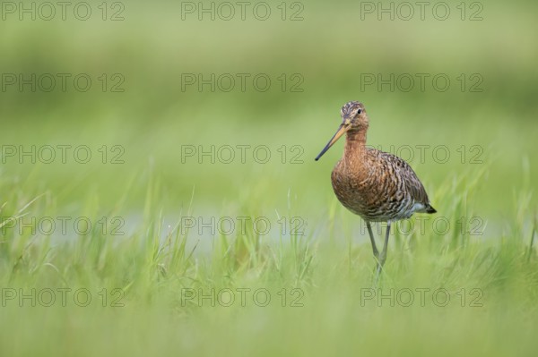 Black-tailed Godwit (Limosa limosa), Lower Saxony, Germany, Europe