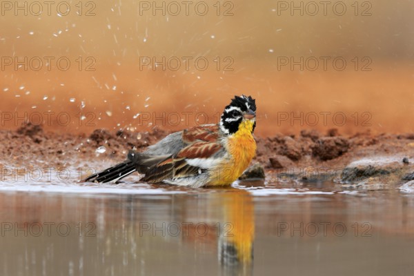 Golden-breasted Bunting (Emberiza flaviventris), adult, at the water, bathing, Kruger National Park, Kruger National Park, Krugerpark, South Africa, Africa