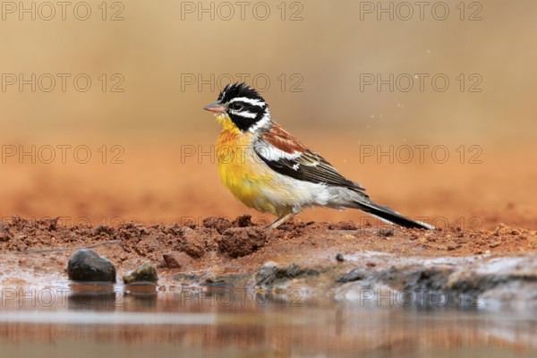 Golden-breasted Bunting (Emberiza flaviventris), adult, at the water's edge, Kruger National Park, Kruger National Park, South Africa, Africa