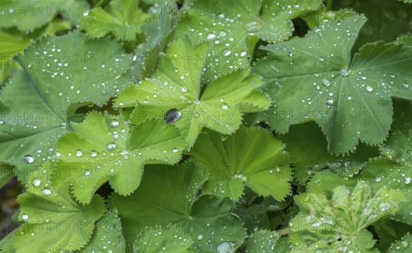Lady's mantle (Alchemilla mollis) with raindrops, Lower Rhine, North Rhine-Westphalia, Germany, Europe