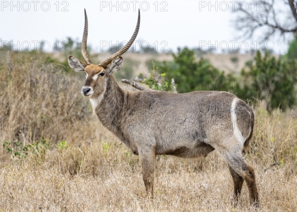 Ellipsen waterbuck (Kobus ellipsiprymnus), adult male, Kruger National Park, South Africa, Africa