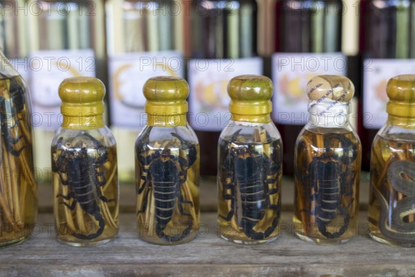 Choum, rice liquor, rice wine with pickled scorpions and snakes for sale, Laos, Asia
