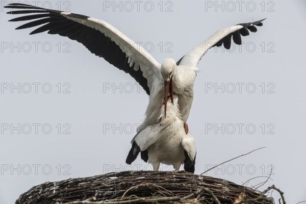 White storks (Ciconia ciconia), mating, Emsland, Lower Saxony, Germany, Europe