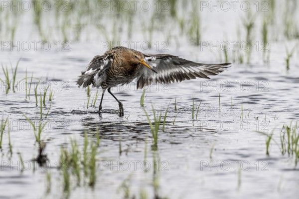 Black-tailed Godwit (Limosa limosa), Lower Saxony, Germany, Europe