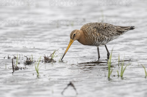 Black-tailed Godwit (Limosa limosa), Lower Saxony, Germany, Europe