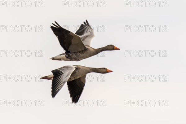 Greylag goose (Anser anser) in flight, wildlife, Germany, Europe