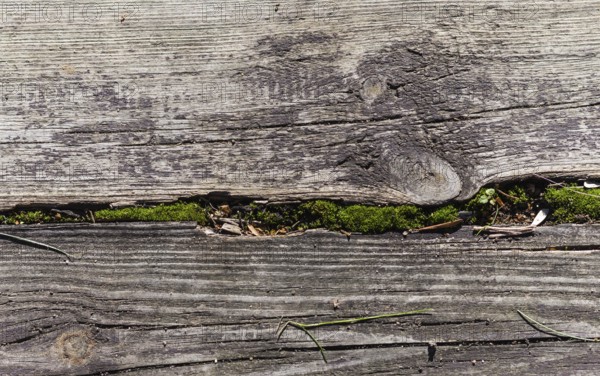 Part of the old gray board with green moss