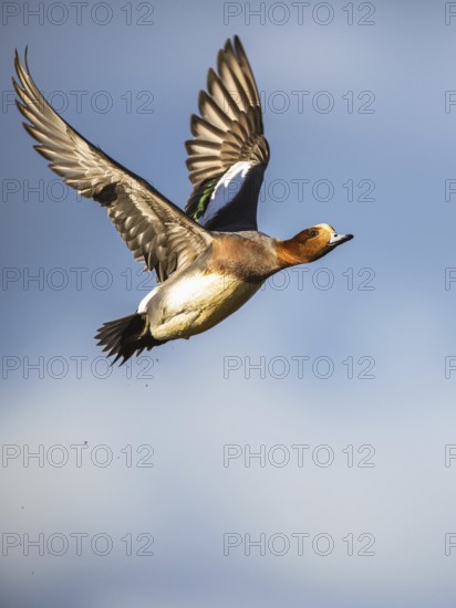 Eurasian Wigeon, (Mareca penelope) male in flight over marshes